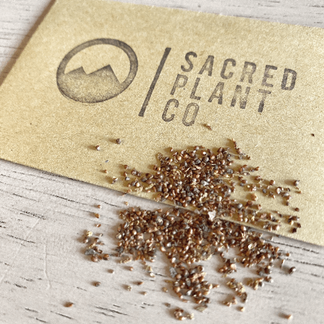 Banyan seeds laid next to Sacred Plant Co Logo.