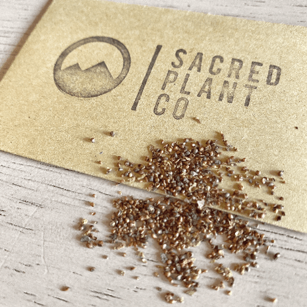 Banyan seeds laid next to Sacred Plant Co Logo.