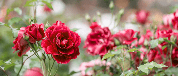 Rose Petals For Raising The Bar