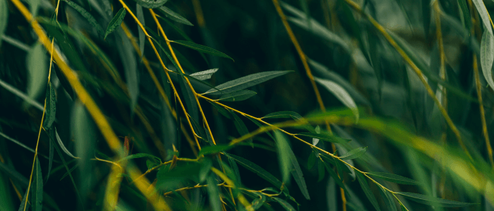 White Willow Bark: The Ancestral Analgesic