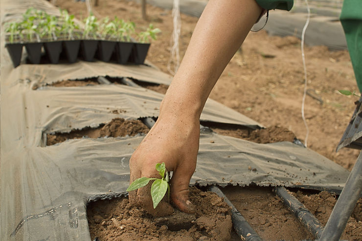 Hardening-off Your Plants. Taking Your Plants Outdoors.