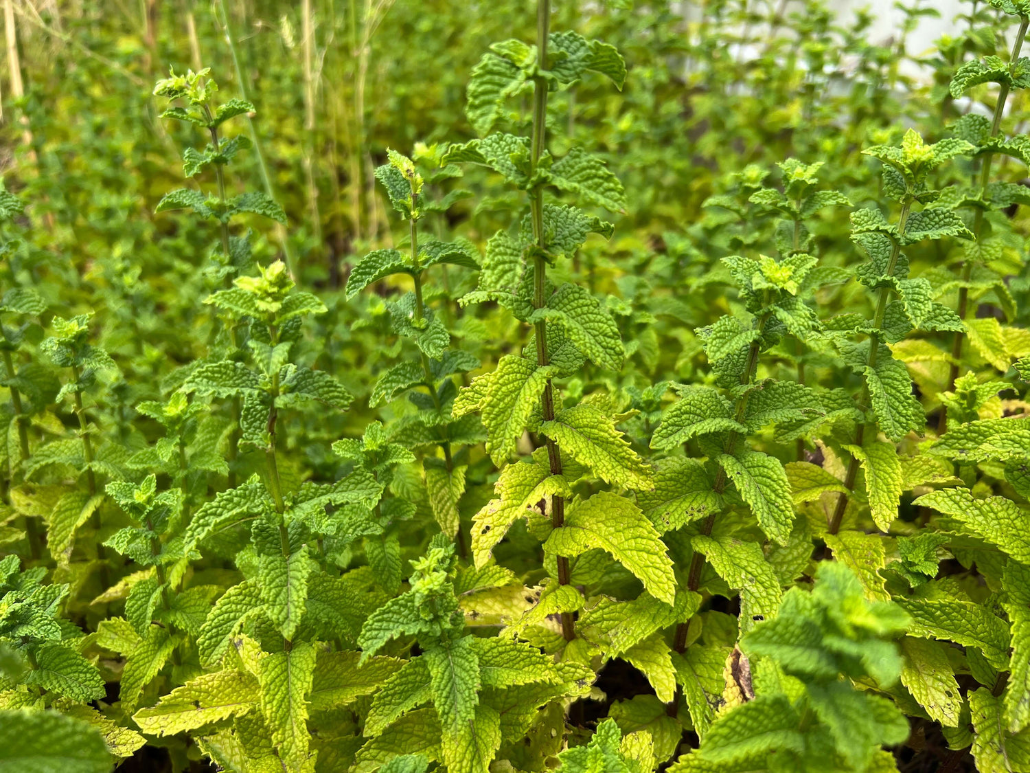 The Spearmint Saga: A Wild Odyssey through Time and Aromas - A Sacred Plant Co Chronicle