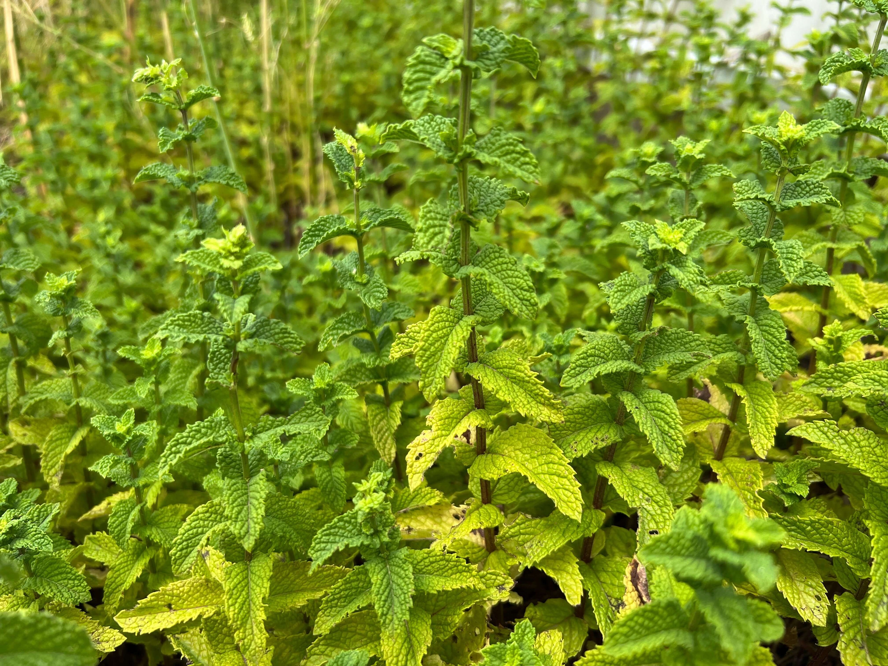 The Spearmint Saga: A Wild Odyssey through Time and Aromas - A Sacred Plant Co Chronicle