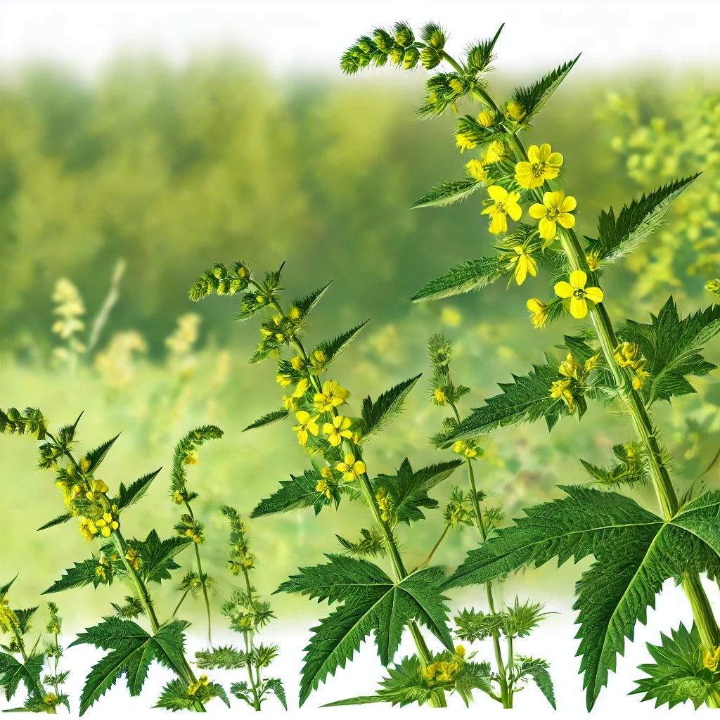 Agrimonia eupatoria in its natural environment, featuring yellow flowers and serrated leaves.