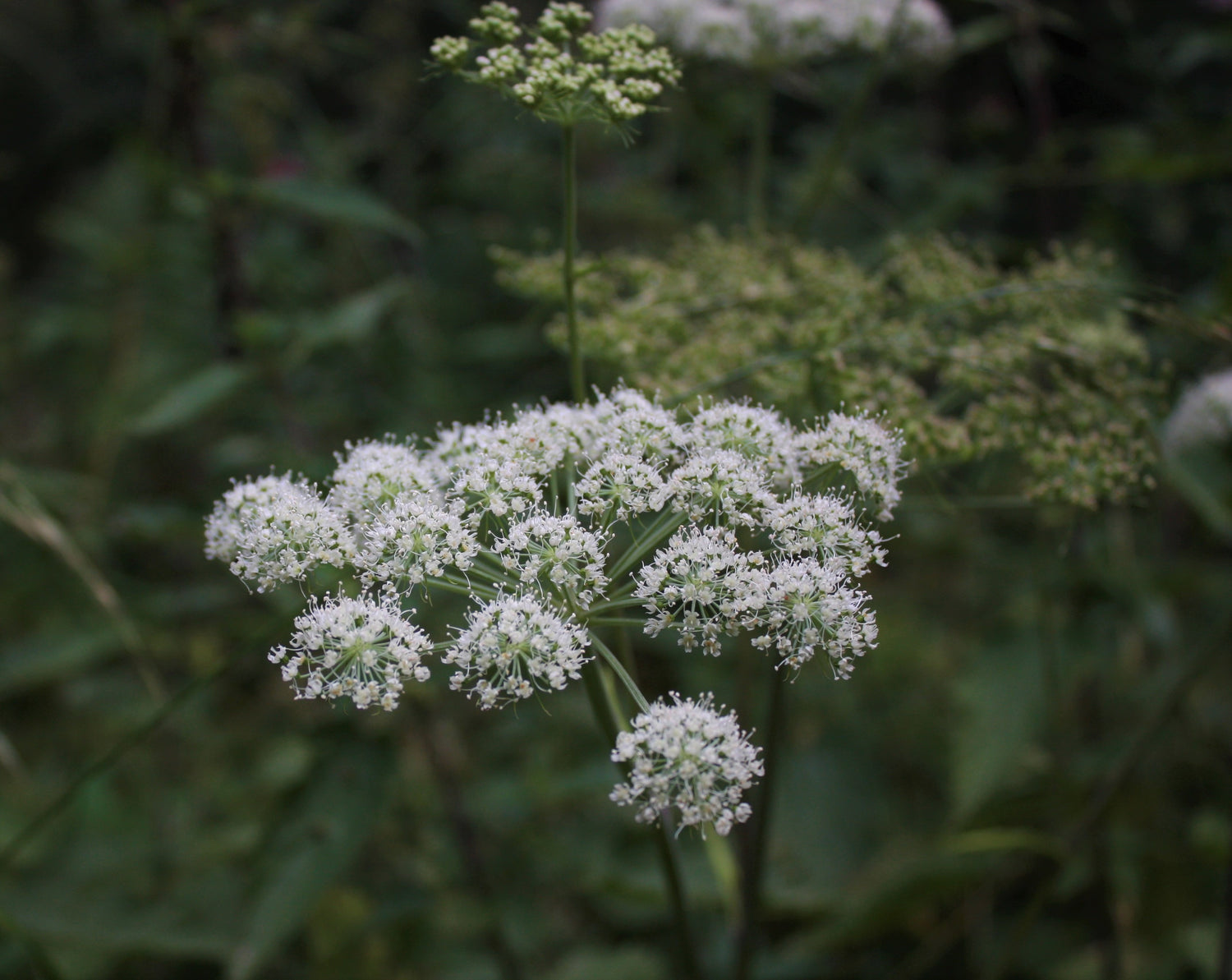 Angelica Root: Embrace the Healing Aura of the 'Root of the Holy Spirit'