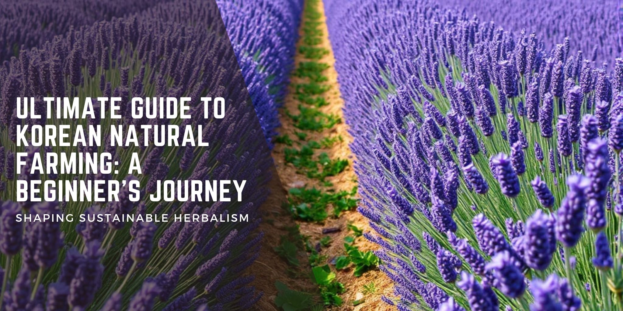 Ultimate Guide to Korean Natural Farming: A Beginner’s Journey text overlay on a vibrant lavender field with a natural farming pathway. The image highlights sustainable agriculture, herbal farming, and eco-friendly cultivation methods.
