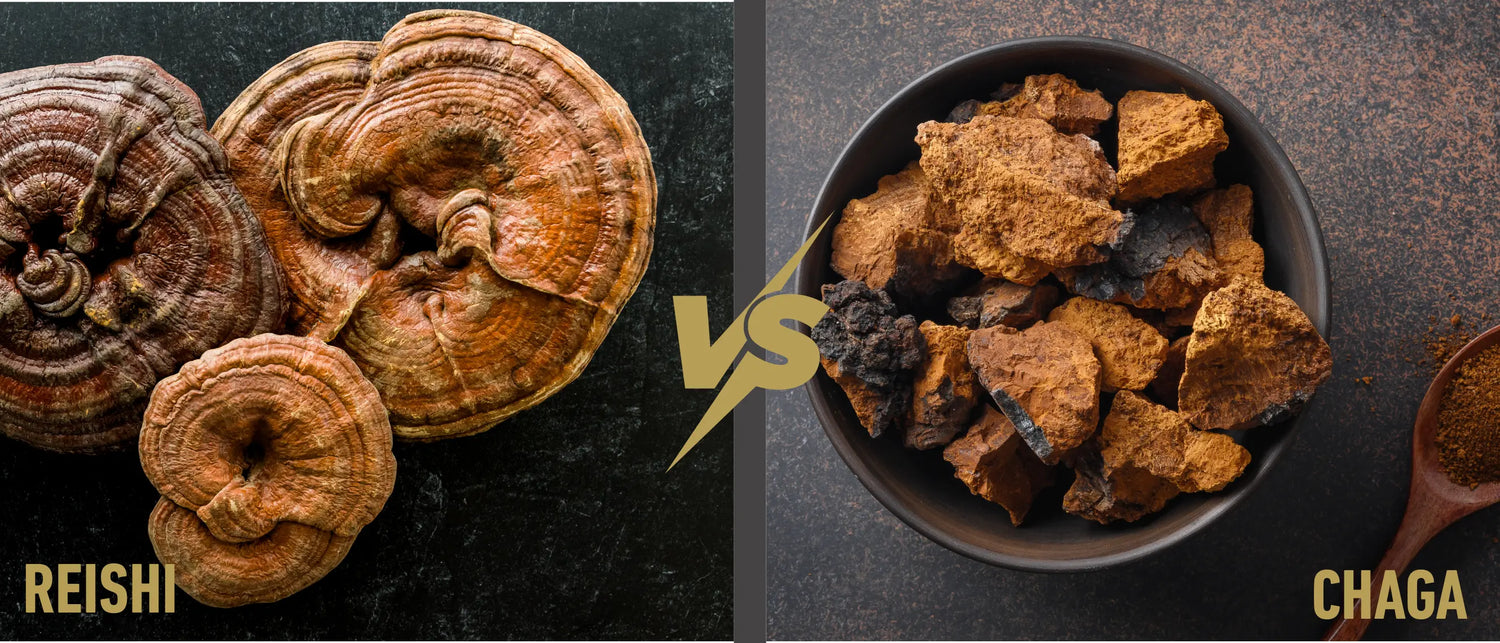 Reishi Vs Chaga Mushroom hero image