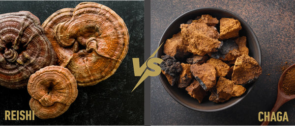 Reishi Vs Chaga Mushroom hero image