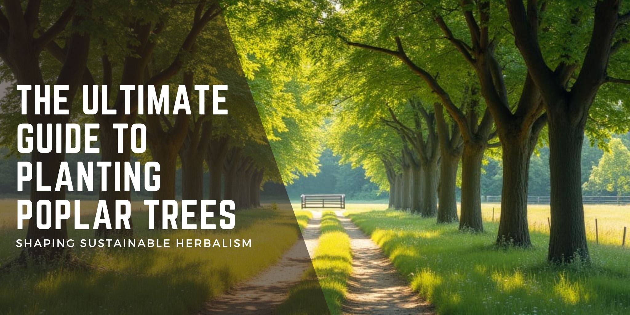 A serene pathway lined with vibrant hybrid poplar trees, ideal for landscaping and shade.