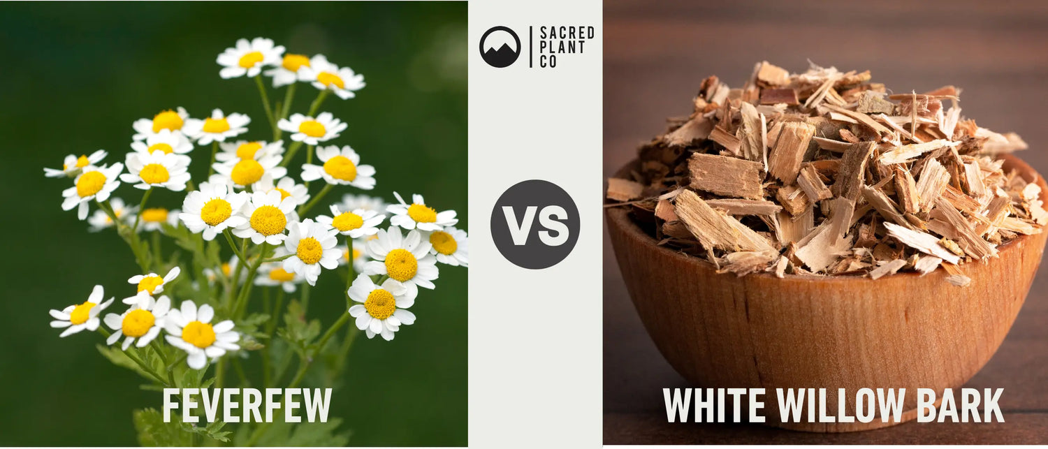 Feverfew vs White Willow Bark for Headaches: What Works and When