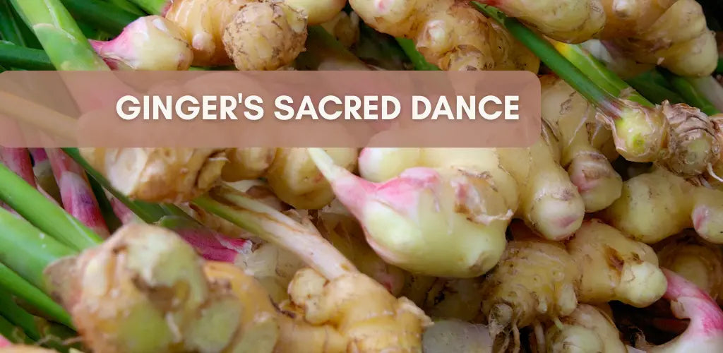 Fresh ginger rhizomes with green stems showcasing their golden roots and pink tips, symbolizing ginger’s sacred dance through time and tradition.
