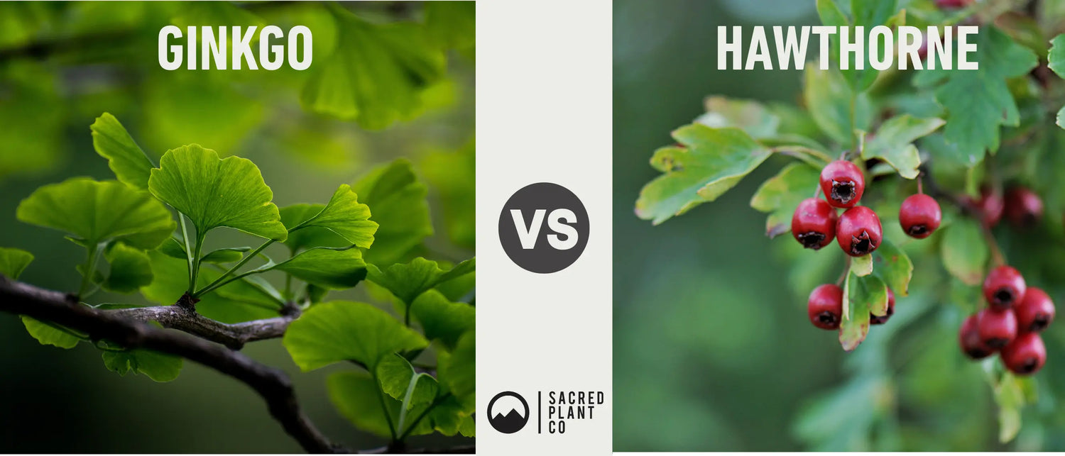 Ginkgo vs Hawthorn for Circulation