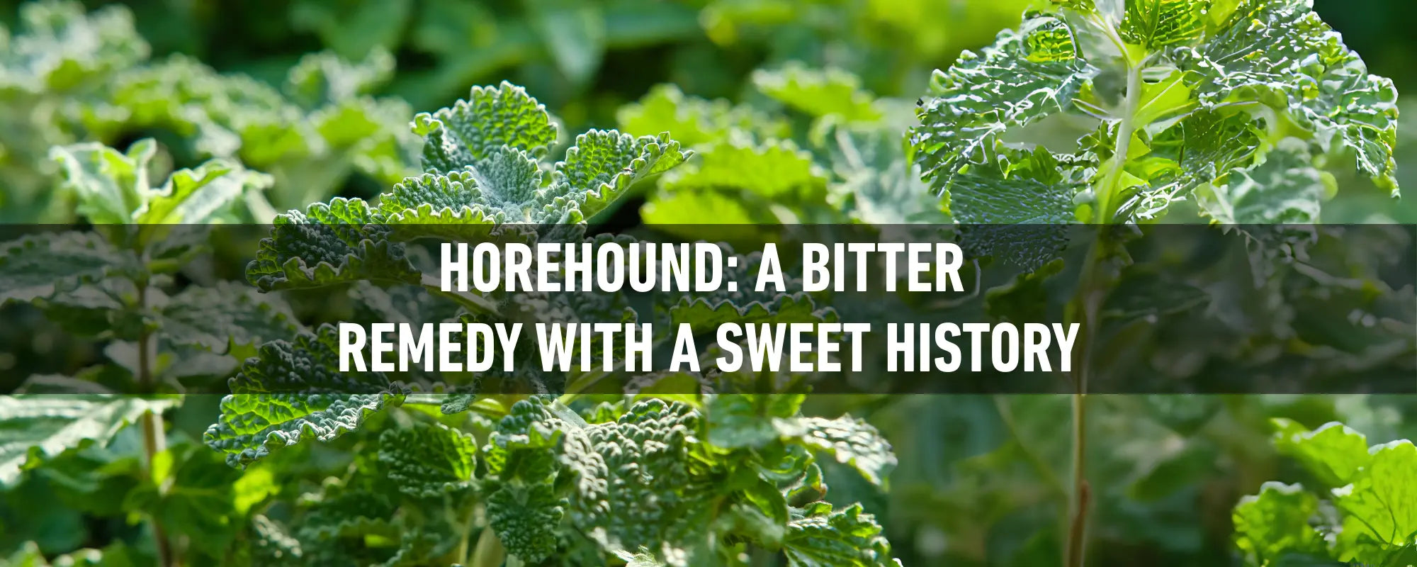 Horehound (Marrubium vulgare) leaves in sunlight, a classic bitter herb valued for traditional respiratory and digestive support.