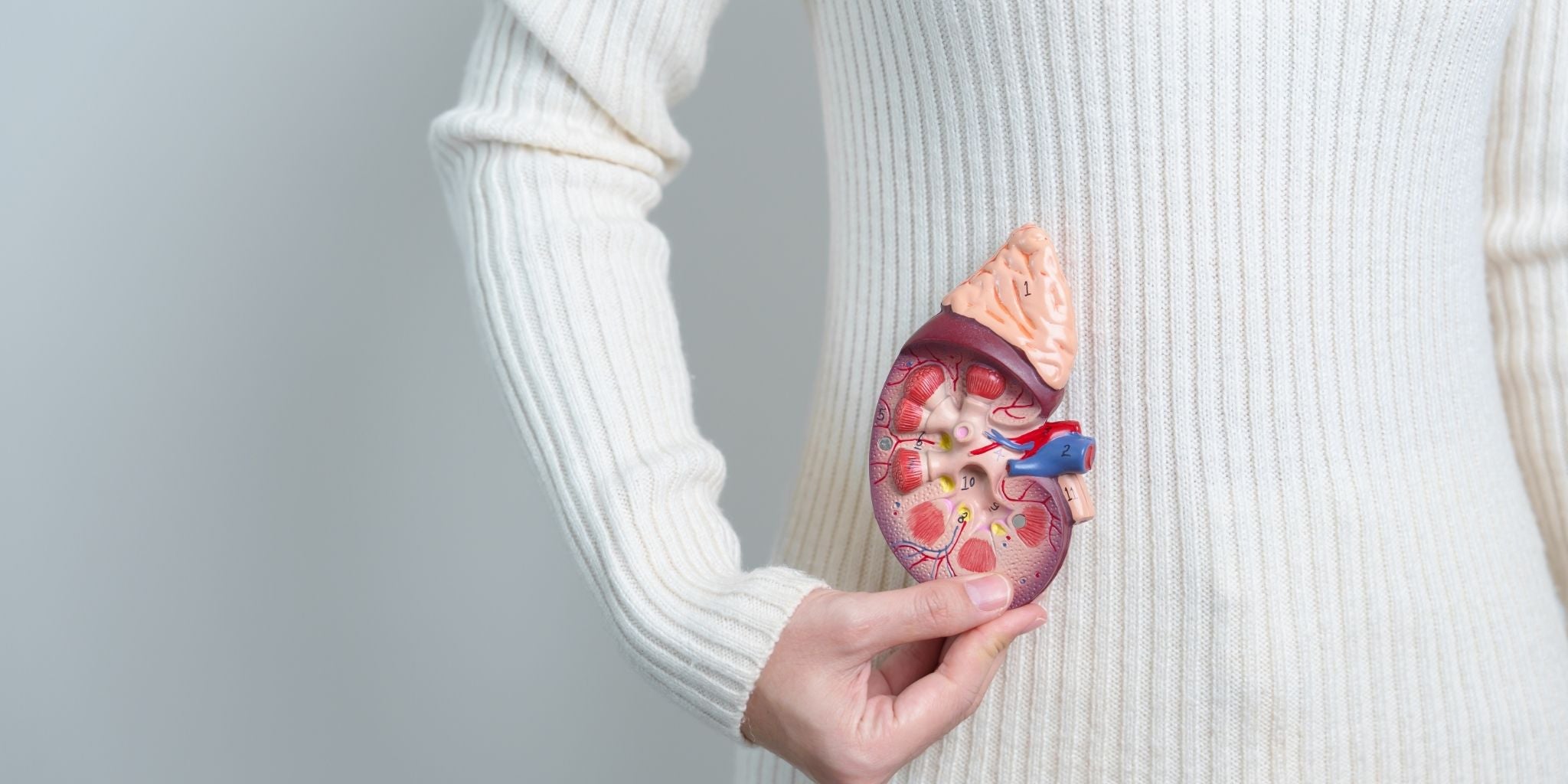 Person in a white sweater holding a detailed model of a human kidney and adrenal gland, symbolizing the focus on adrenal health and recovery from fatigue.