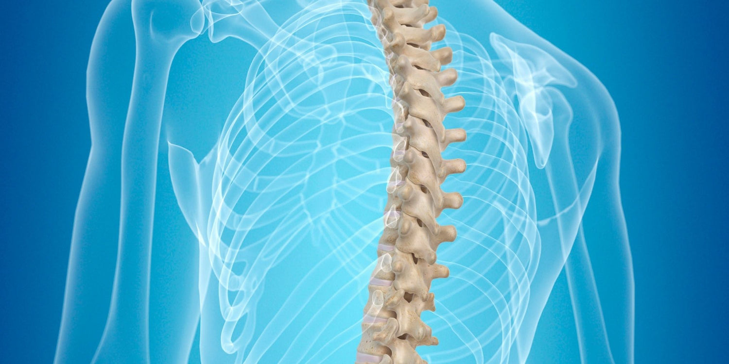 3D illustration of a human spine and ribcage against a blue background, emphasizing bone structure and health.