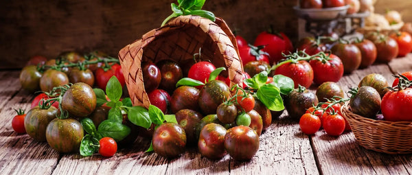 A rustic wooden table filled with a diverse, rich selection of homegrown heirloom purple bumble bee cherry tomatoes (Solanum lycopersicum) and fresh basil.