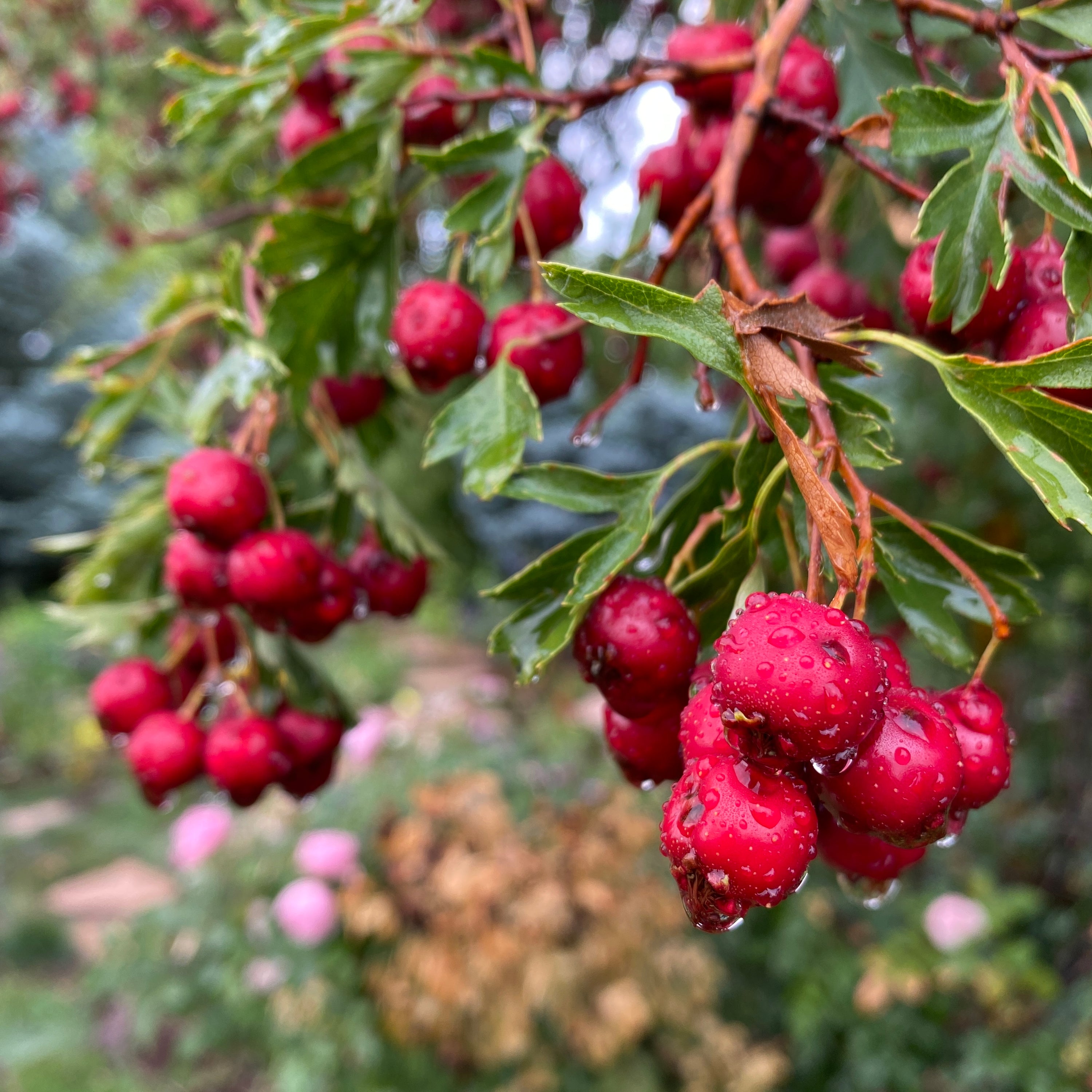 Close-up image of ripe Hawthorn berries sourced from Sacred Plant Co's Low Water Regenerative Colorado Farm, known for sustainable farming practices.