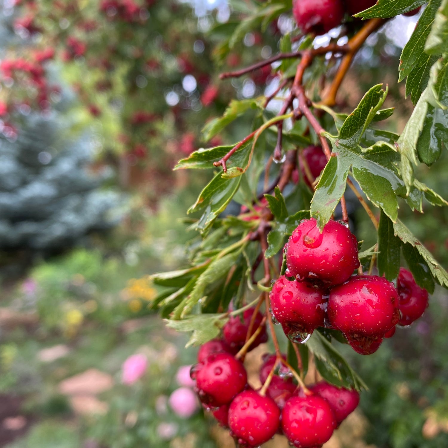 Hawthorn Berried On Sacred Plant Co Tree.