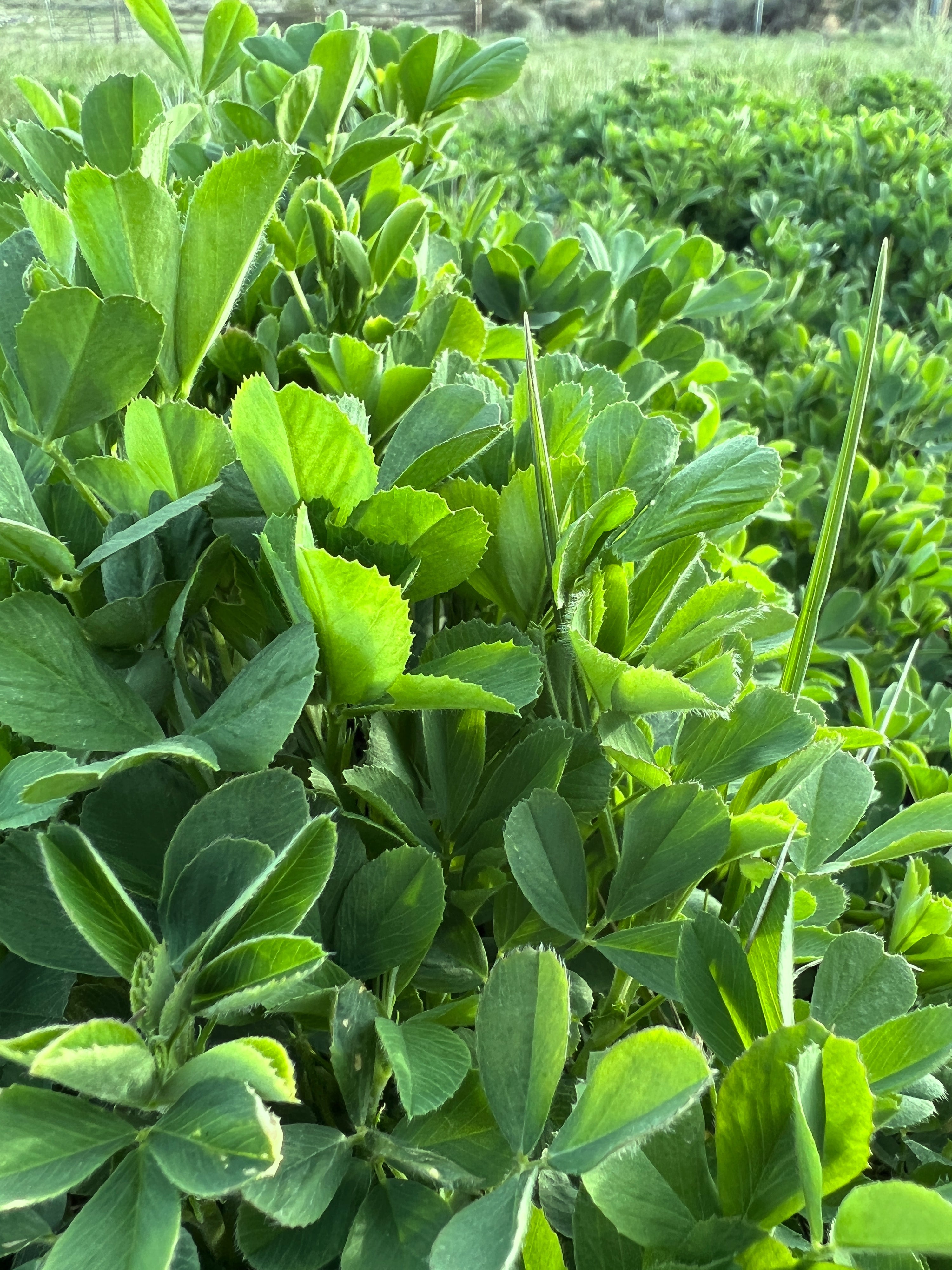 The Green Symphony of Life: Alfalfa's Enigmatic Dance with Health and Vitality