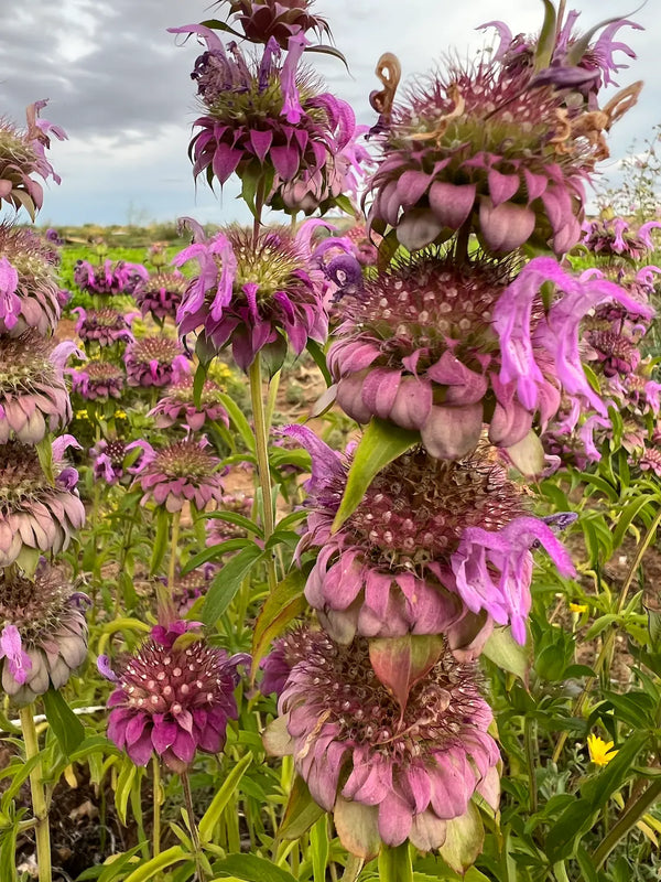 Sacred Plant Co Bee Balm Row
