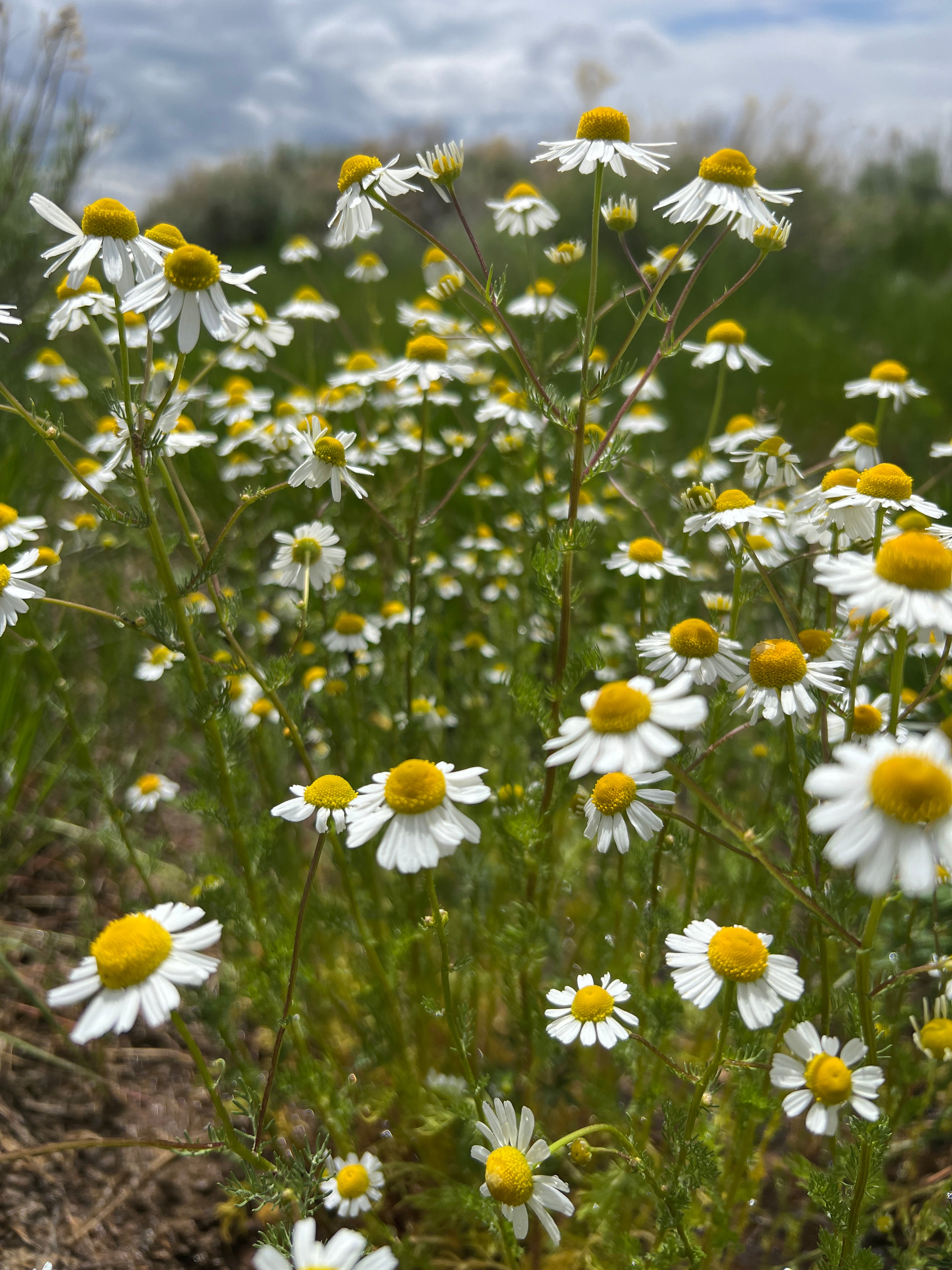 Chamomile Flowers: A Timeless Comfort in a Cup