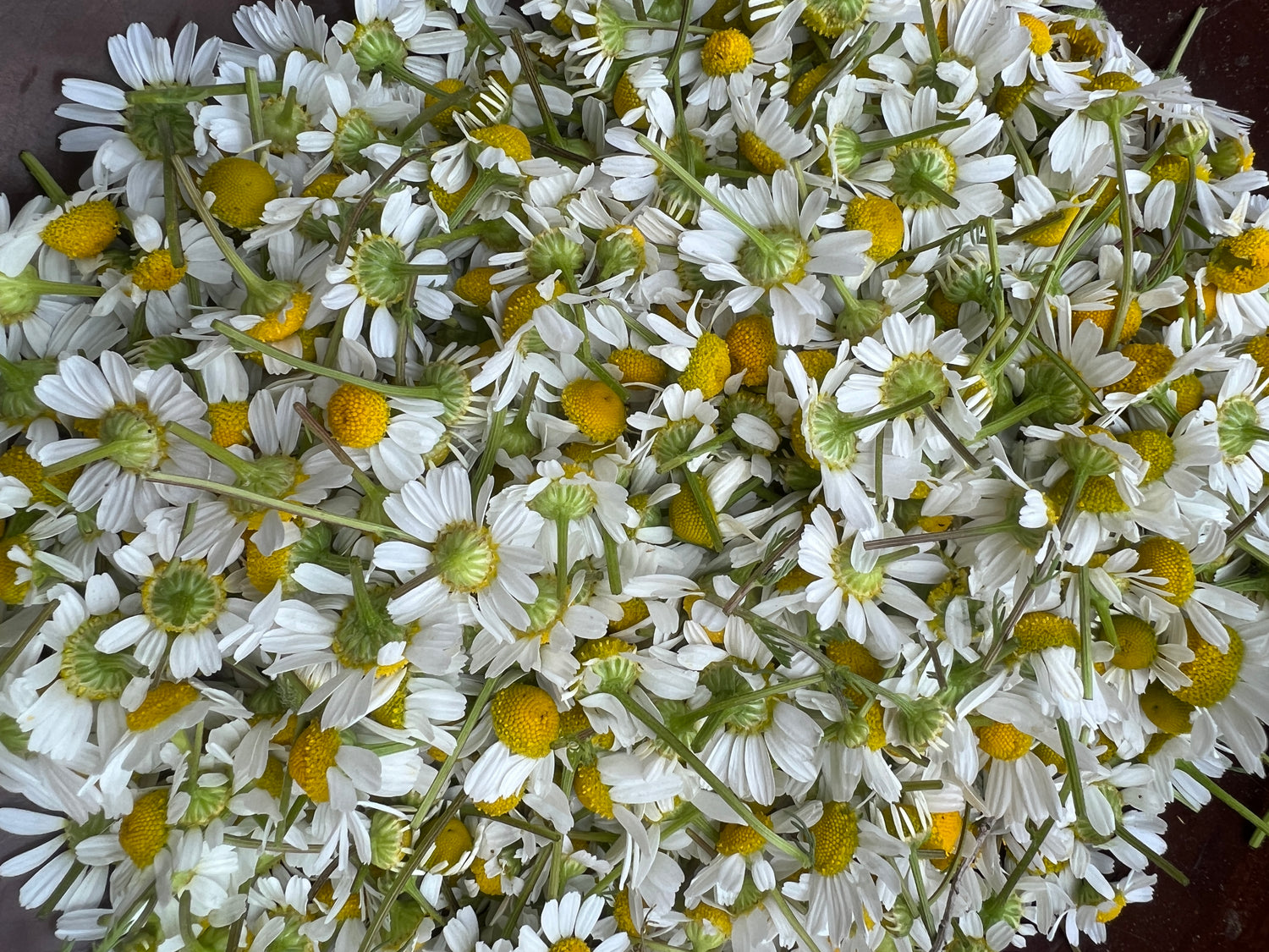 Sacred Plant Co's Chamomile For Raising The Bar