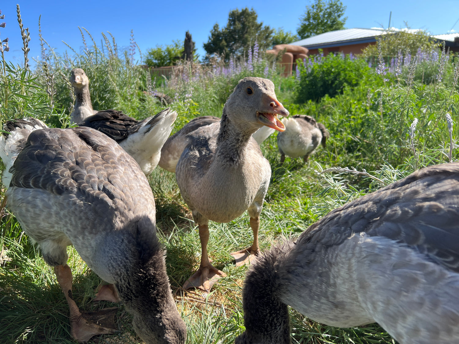The geese feeding on a variety of insects and larvae, effectively reducing the population of pests.