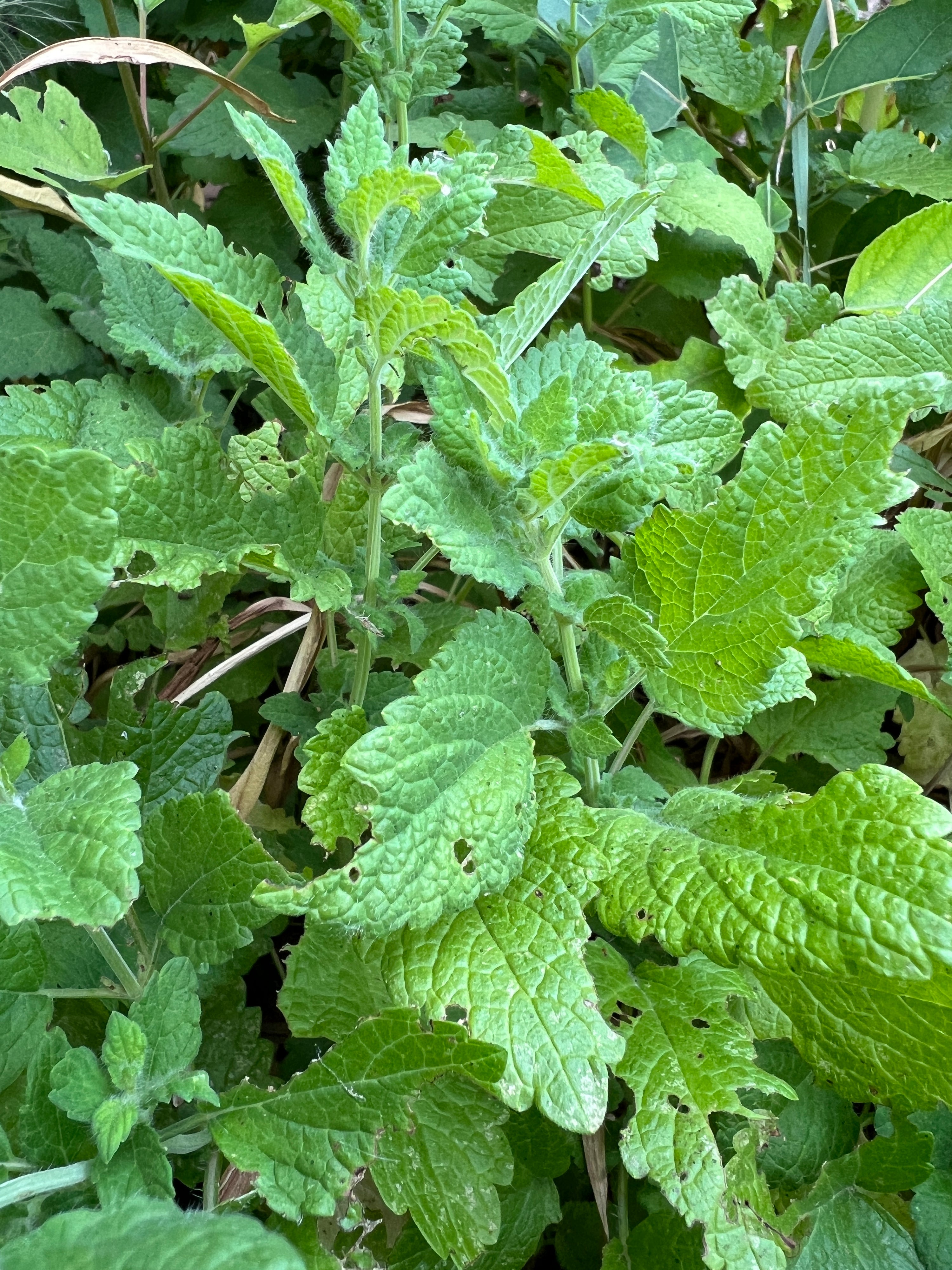 Lemon Balm: Melissa Officinalis A Balm for the Soul, Nurtured in Our Sacred Fields