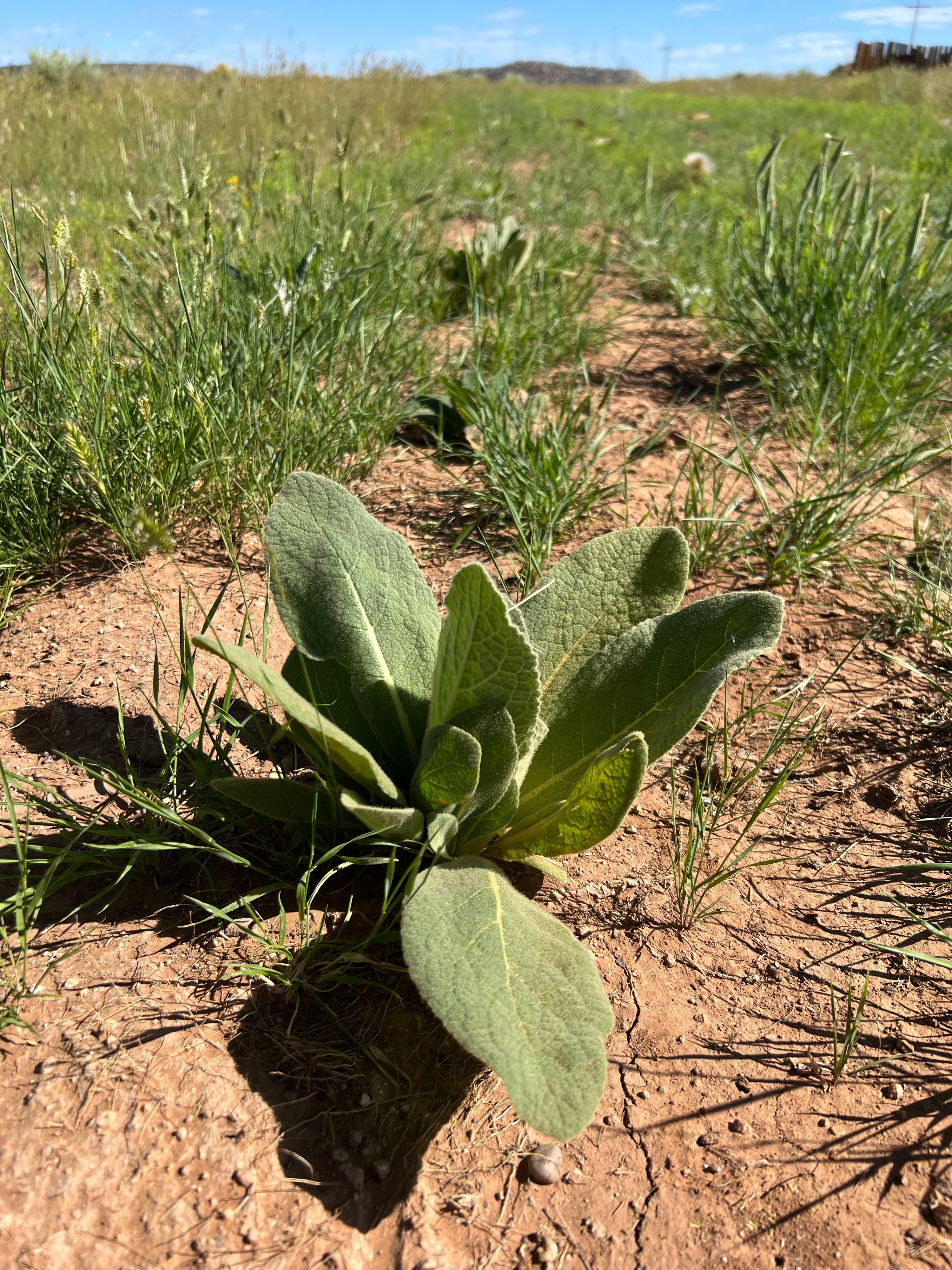 Mullein Leaf: A Torchbearer of Tradition and Tranquility