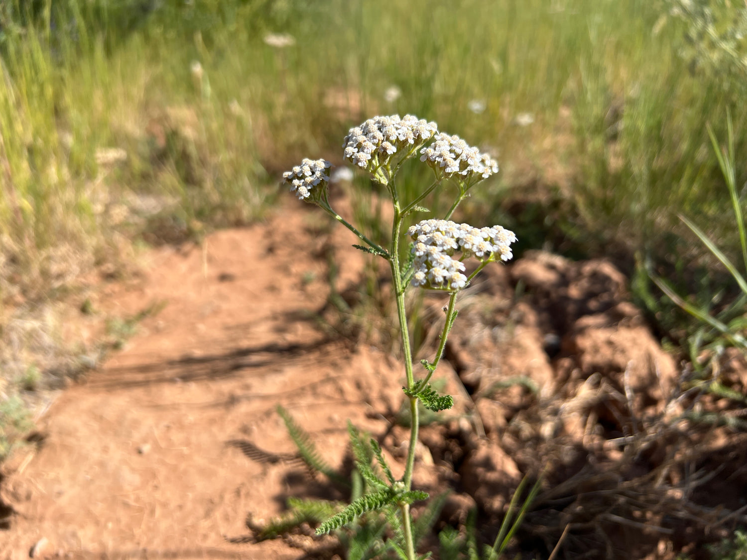 Vibrant image of Yarrow flowers blooming at Sacred Plant Co's Low Water Regenerative Colorado Farm, celebrated for sustainable farming practices.