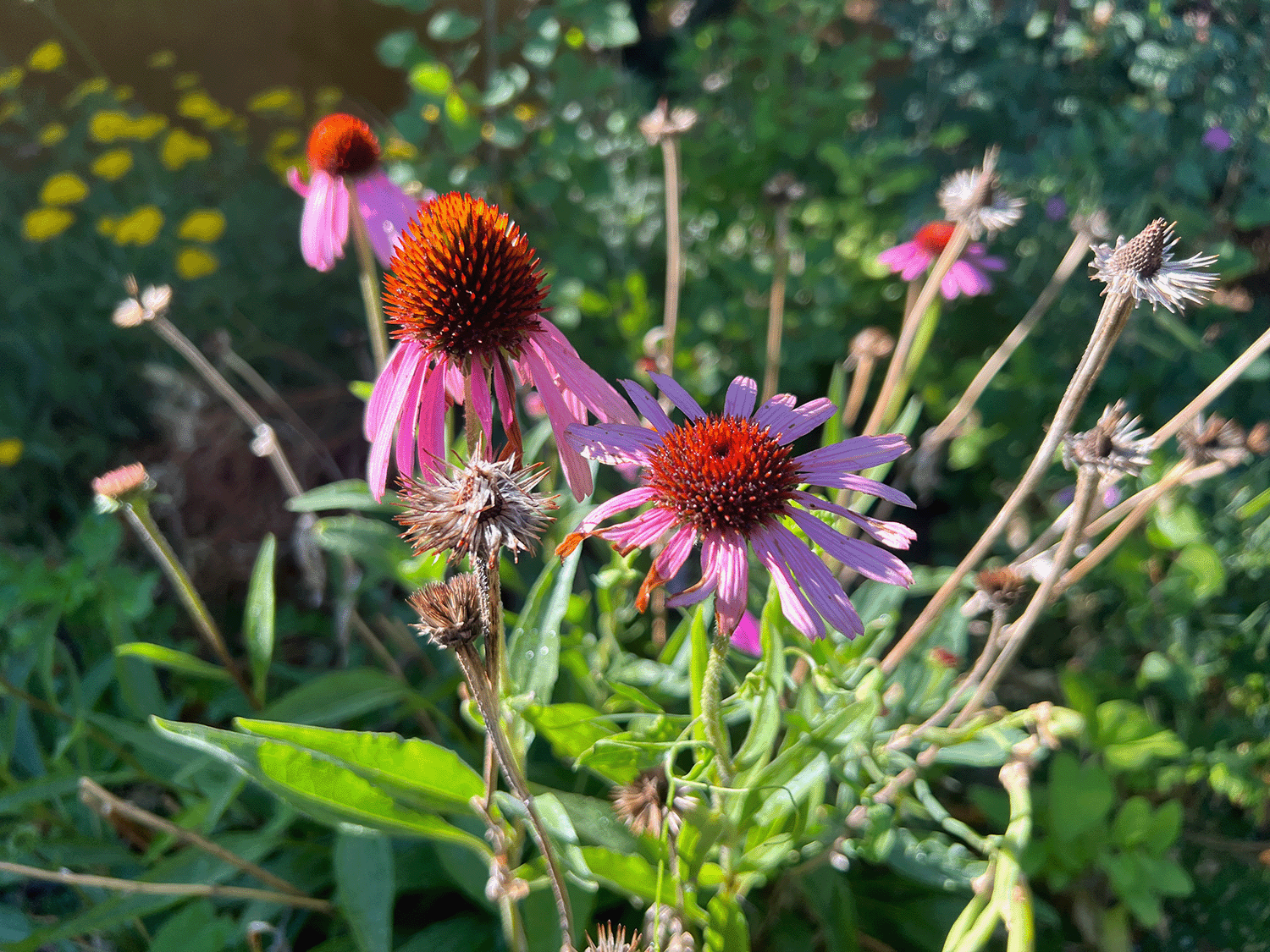 Close-up image of a blooming Echinacea plant (Echinacea purpurea) grown at Sacred Plant Co's Low Water Regenerative Colorado Farm, known for sustainable farming practices.