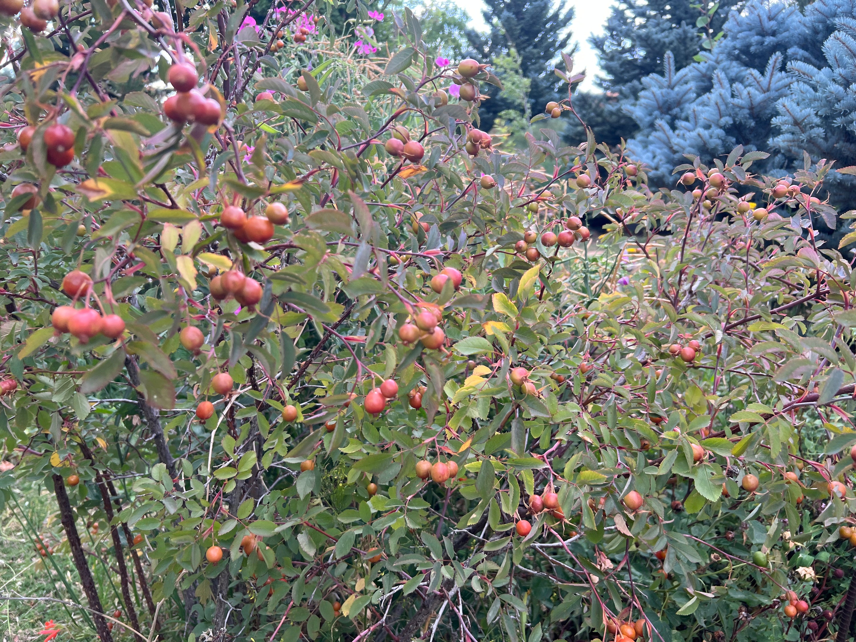 The Blossoming Harmony of Rose Hips: A Love Affair with Wellness at Sacred Plant Co
