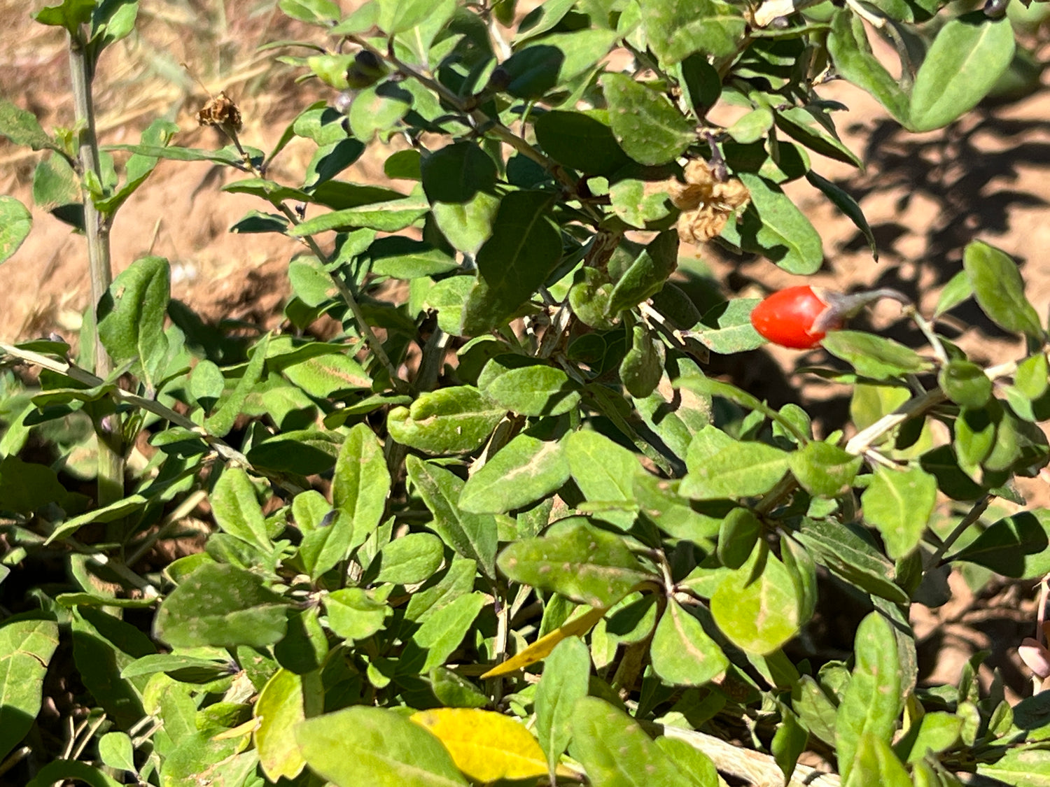 Goji Berries: Journey Through the Immortal Orchards of the Orient