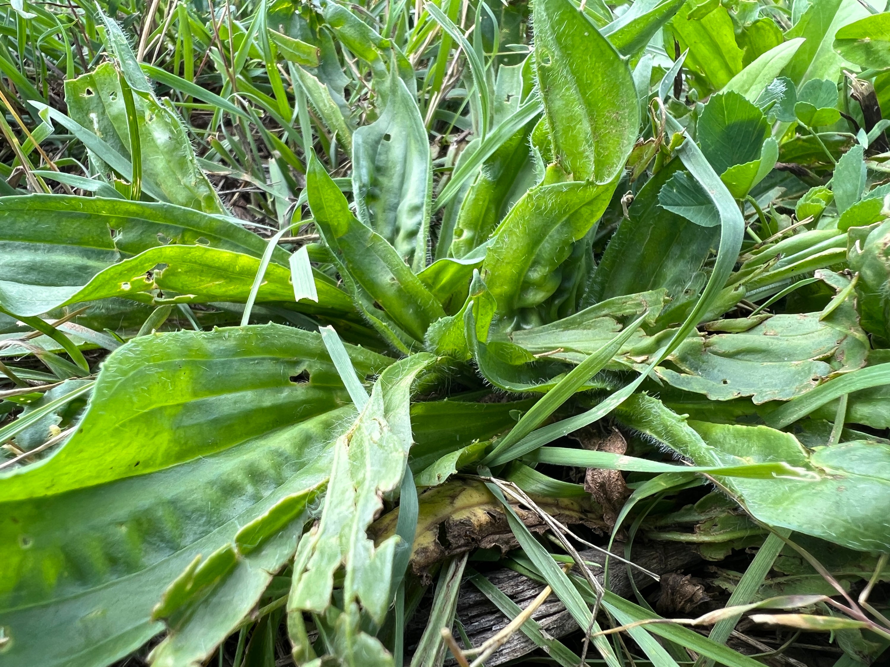 The Plantain Leaf Chronicles: Nature's First-Aid Kit Unveiled