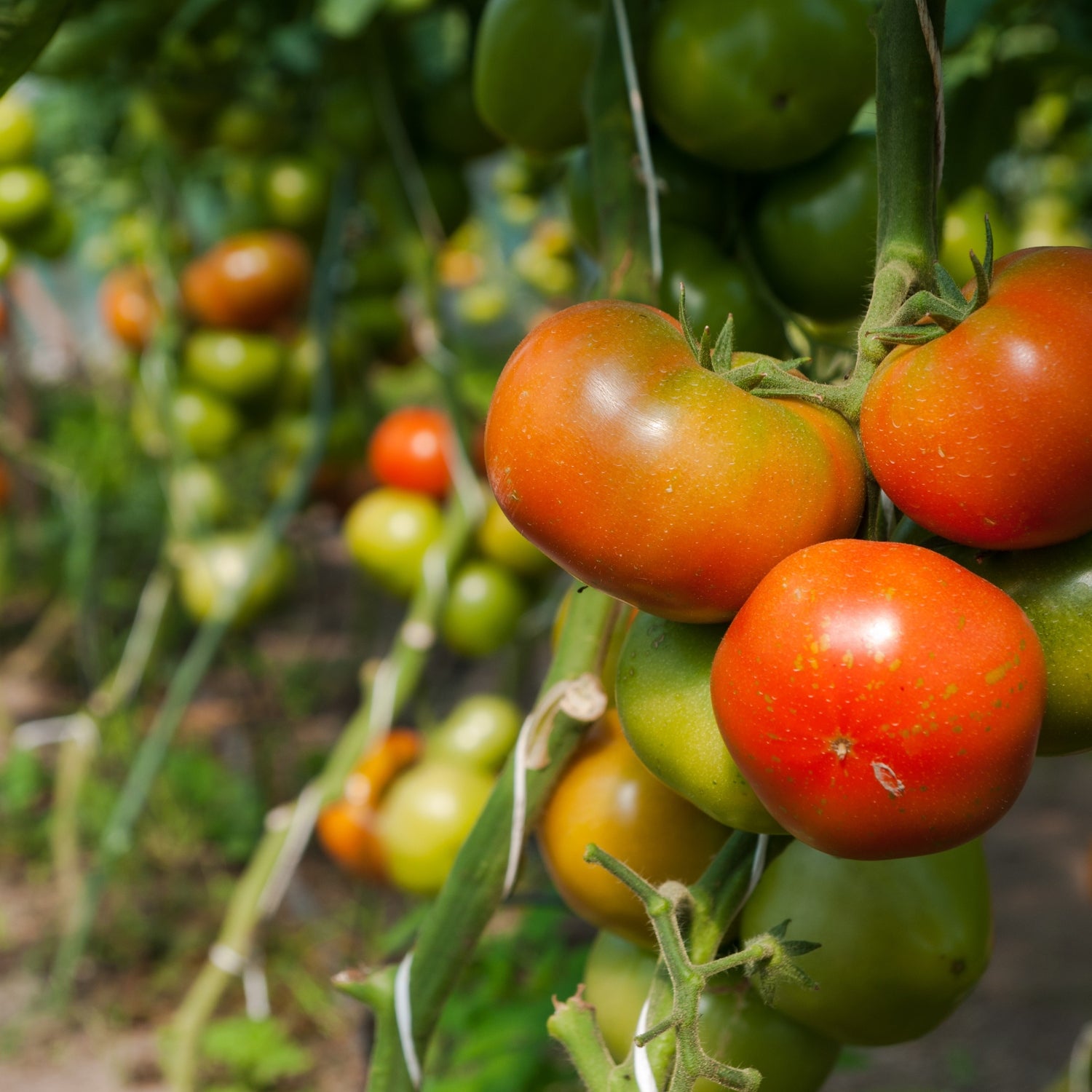 Tomatoes Grown With KNF Inputs