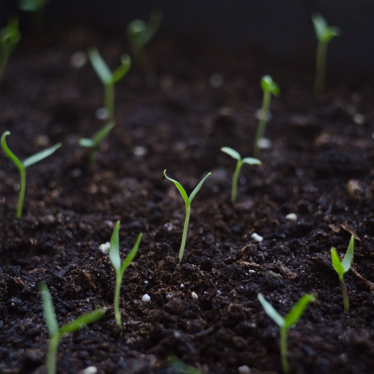 Sprouting seedlings in rich, dark soil, showcasing the early growth stages of plants treated with Korean Natural Farming techniques from Sacred Plant Co.