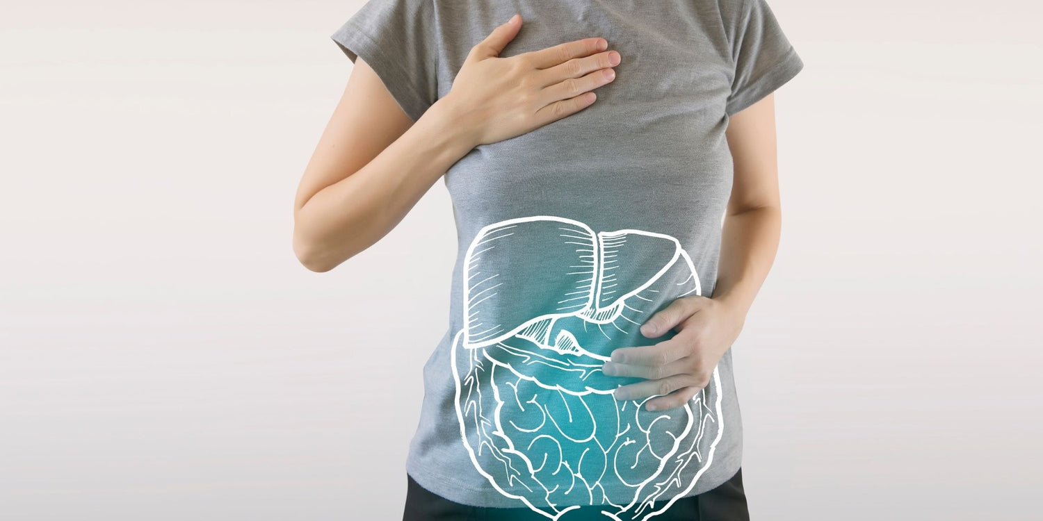 Illustration of the liver and digestive organs on a person's torso, symbolizing improved gut health and liver function through natural remedies and herbal detoxification.