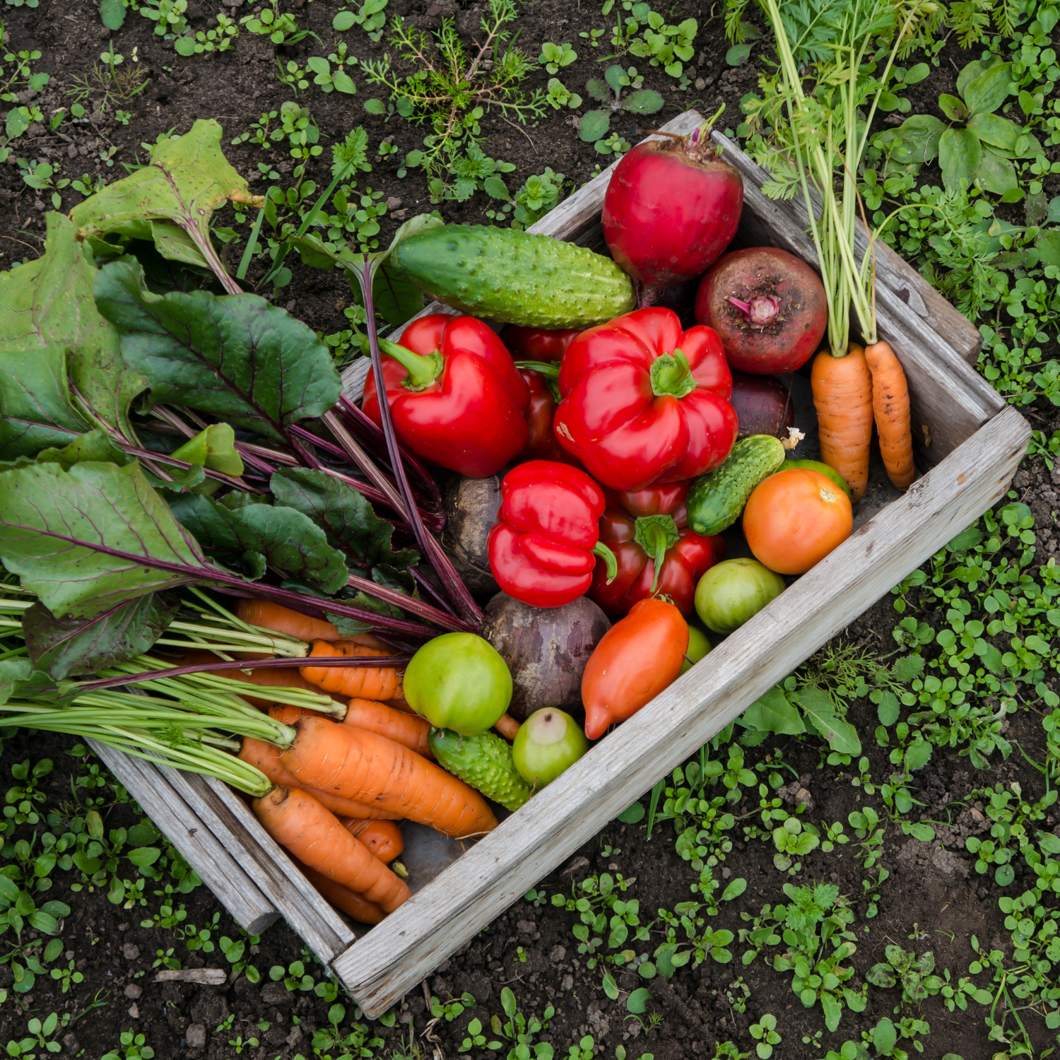 A bountiful wooden crate brimming with a colorful assortment of fresh vegetables harvested from a garden.