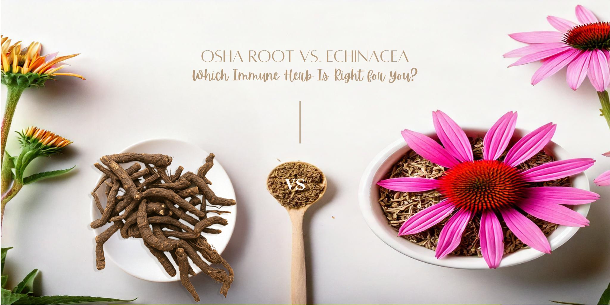 The image presents a side-by-side comparison of Osha Root and Echinacea, with each herb displayed in its natural and dried forms.