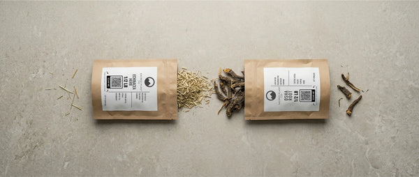A side-by-side visual comparison of two powerful immune herbs from Sacred Plant Co. Light green dried echinacea spills from a kraft bag on the left, meeting dark, fibrous whole osha root spilling from a bag on the right.