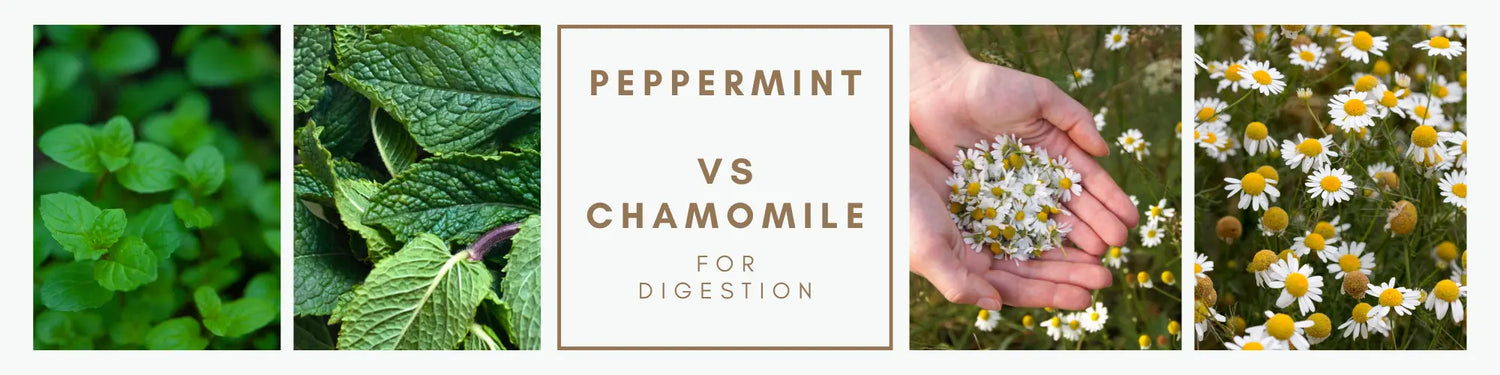 Peppermint vs Chamomile for Digestion