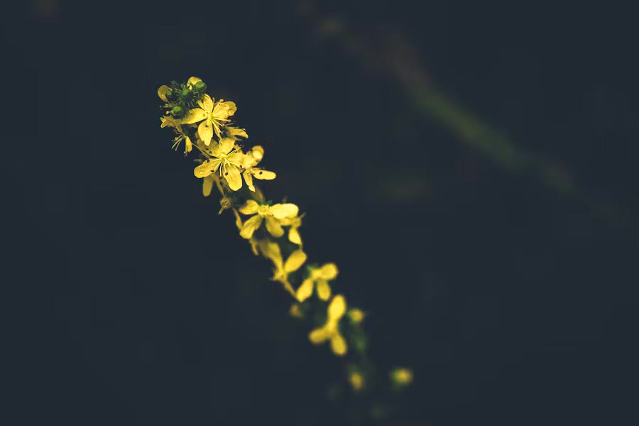 Photograph of Agrimony herb flowers in full bloom.