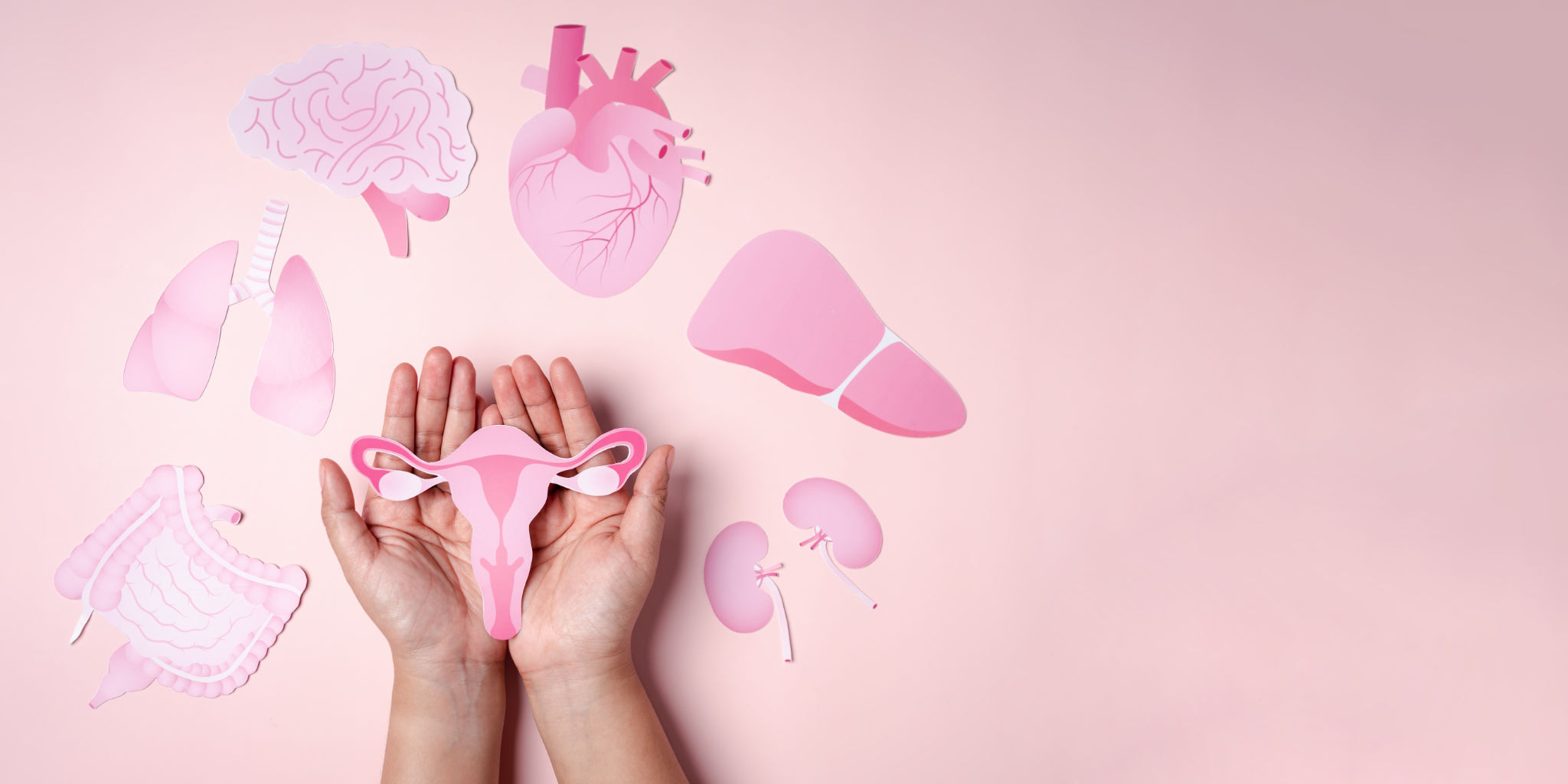 illustration featuring organs such as brain, heart, lungs, liver, intestines, kidneys, and reproductive system, highlighted in soft pink tones. Hands gently holding a stylized uterus, symbolizing support for women's hormonal health.