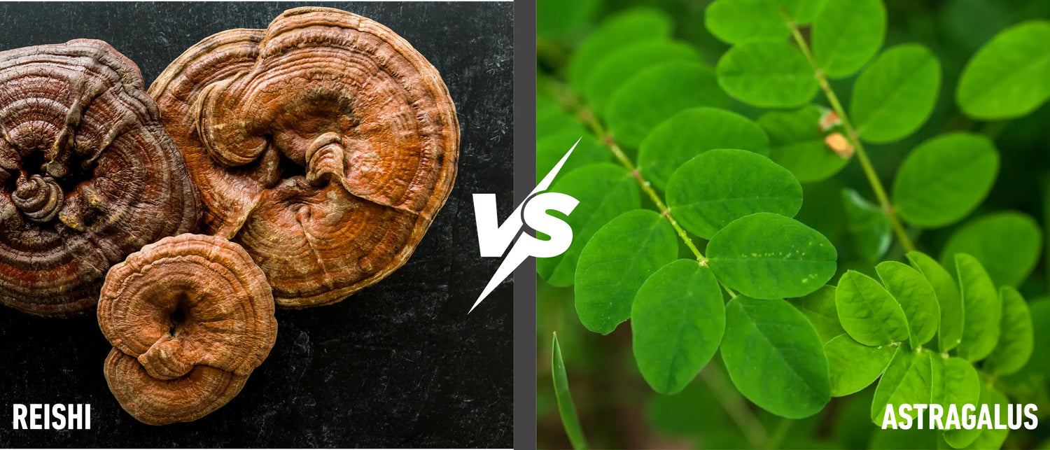 Reishi vs Astragalus for Immune Support