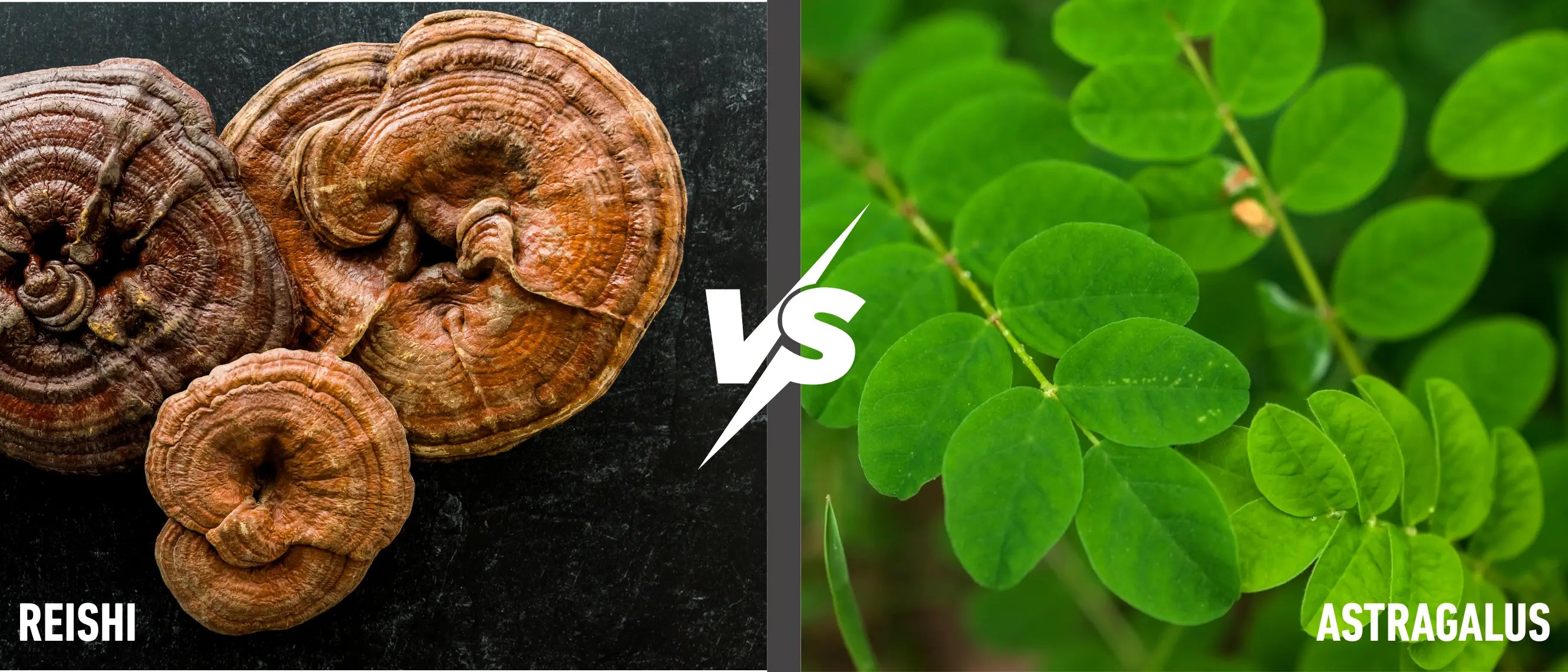 Reishi vs Astragalus for Immune Support