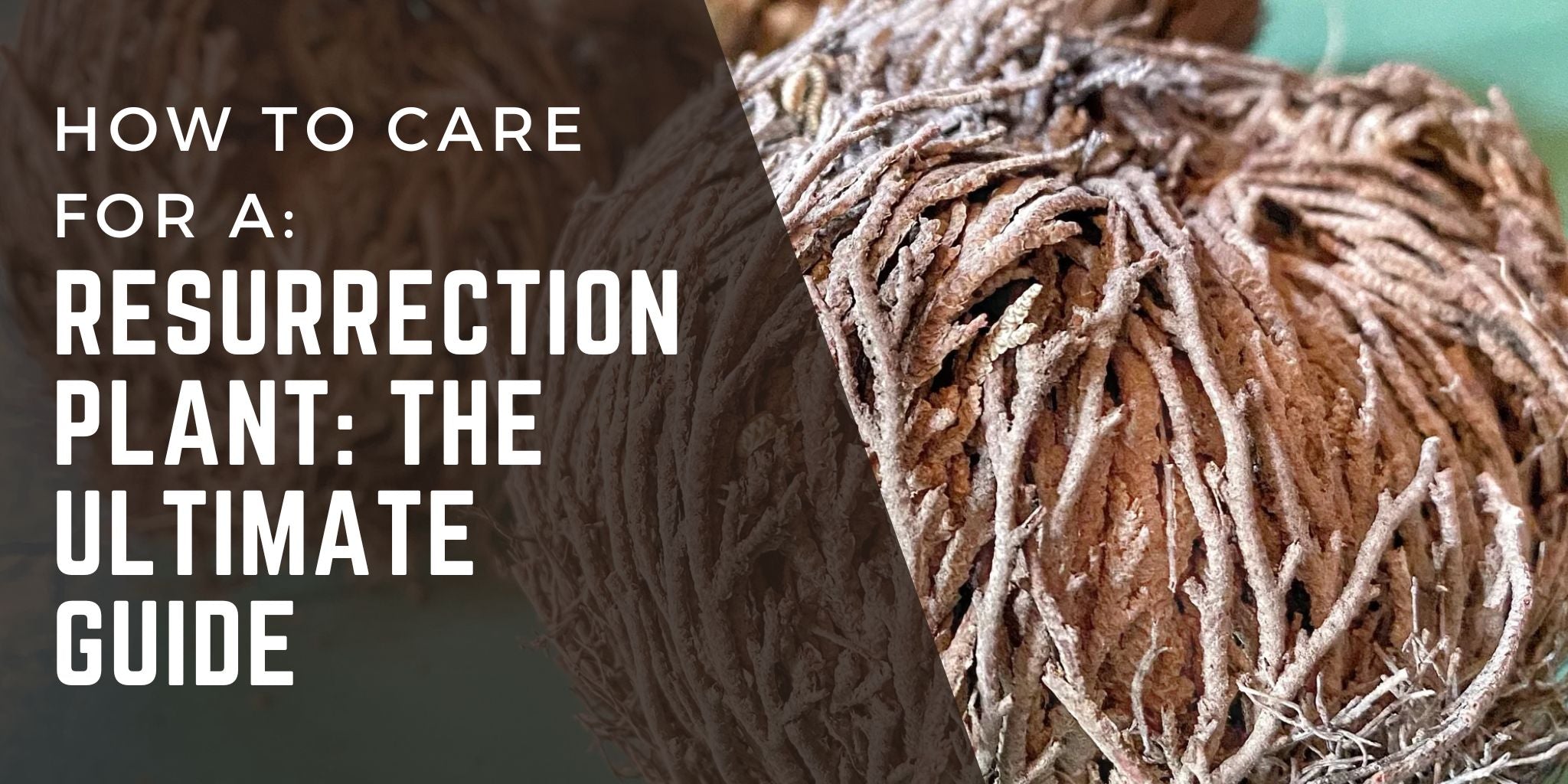 Close-up of a Resurrection Plant in its dormant state, accompanied by text overlay reading 'How to Care for a Resurrection Plant: The Ultimate Guide.' Perfect for tutorials on caring for Resurrection Plants.