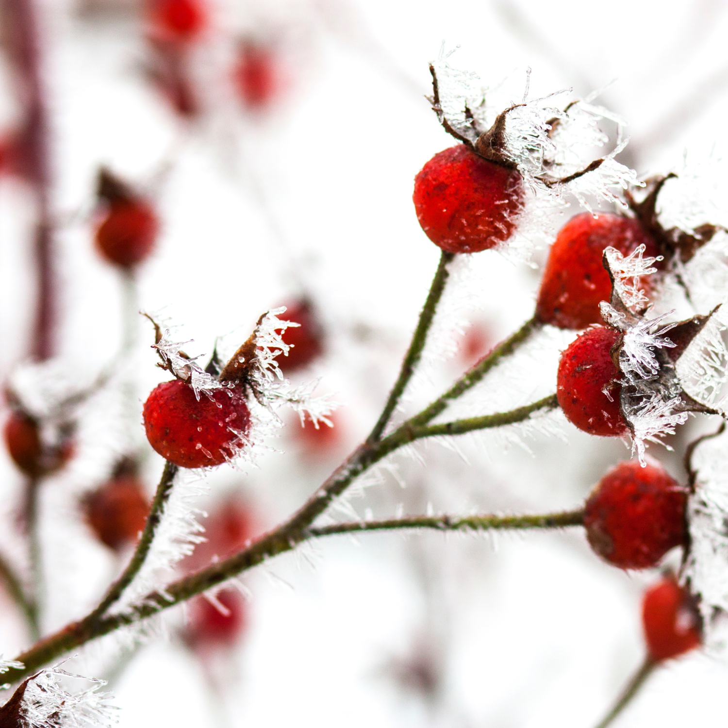Bright red rose hips in the snow of winter. 