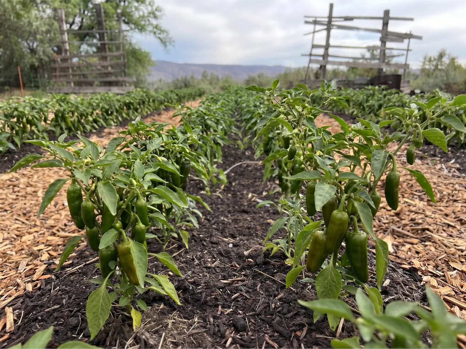 Rows of green Capsicum annuum (chili pepper) plants thriving in biologically active, wood-mulched regenerative soil at the Sacred Plant Co farm.