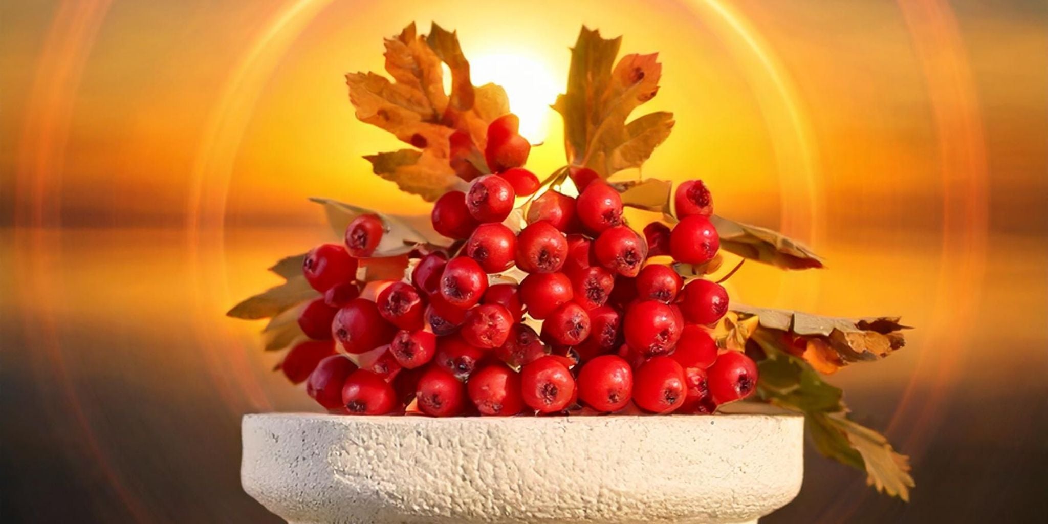 A vibrant display of red Hawthorn Berries arranged in a white stone bowl, illuminated by the golden glow of a rising or setting sun.
