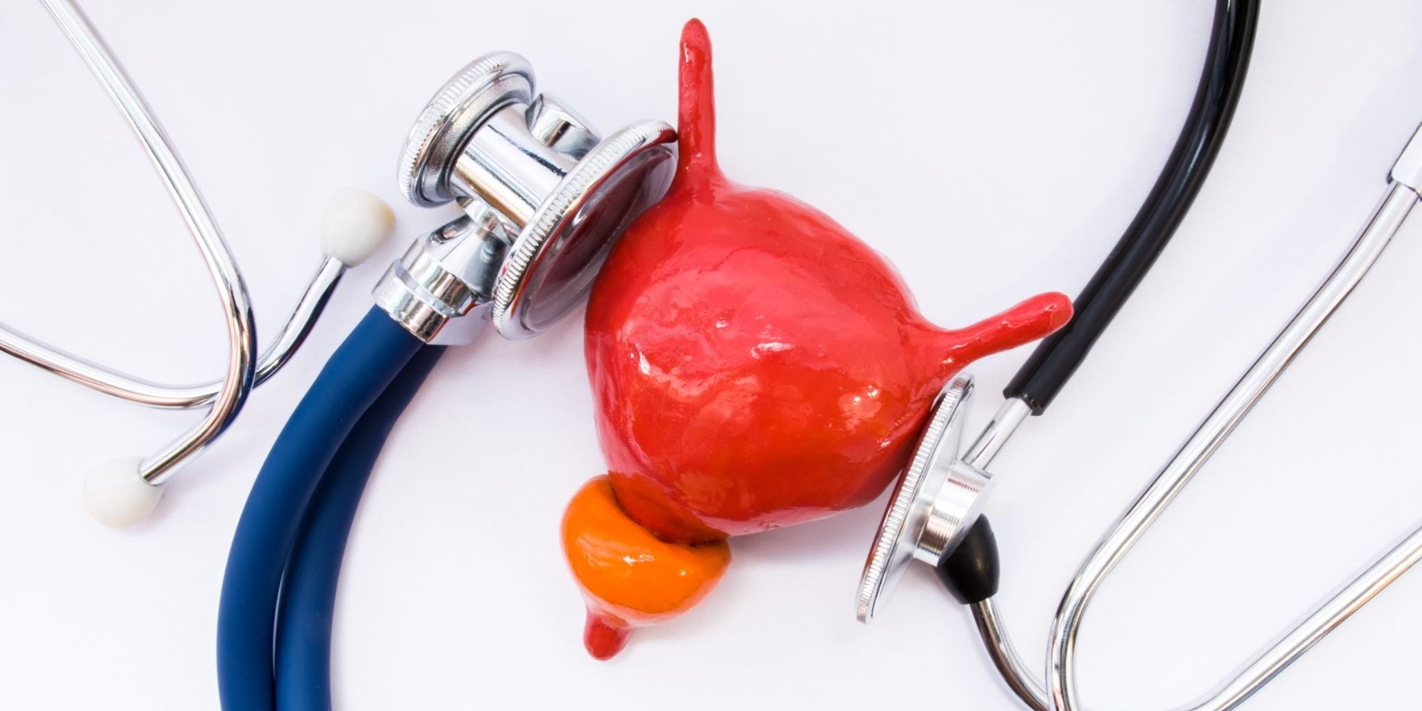 A close-up image of a model prostate gland alongside two stethoscopes, symbolizing prostate health and medical support. The visual emphasizes the importance of maintaining prostate wellness and natural health care approaches.